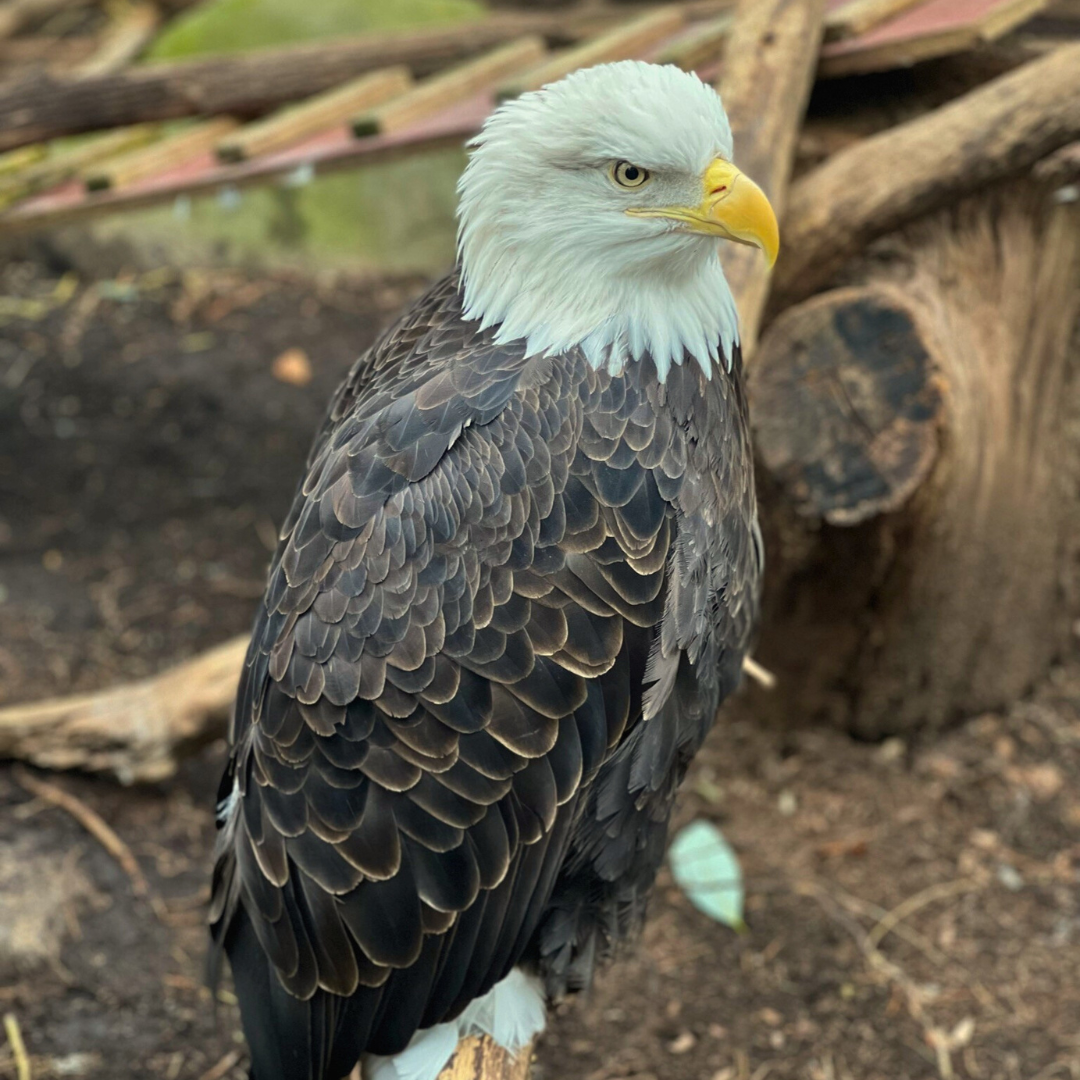 Bald Eagle