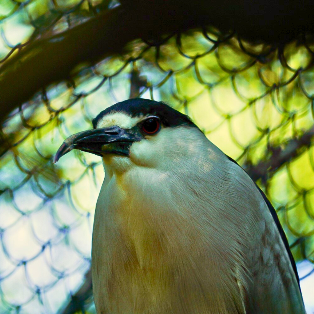 Black-crowned Night Heron