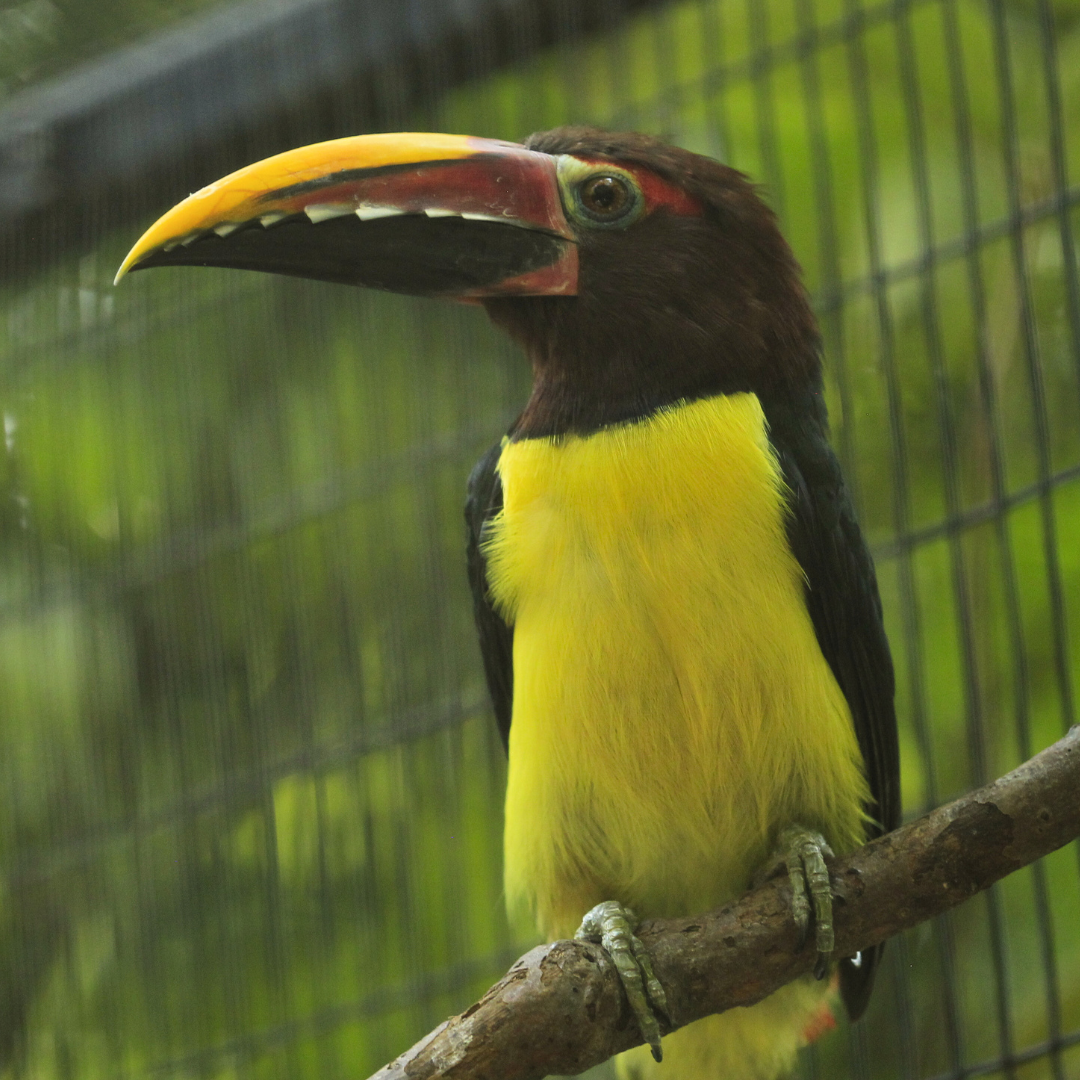 Green Aracari