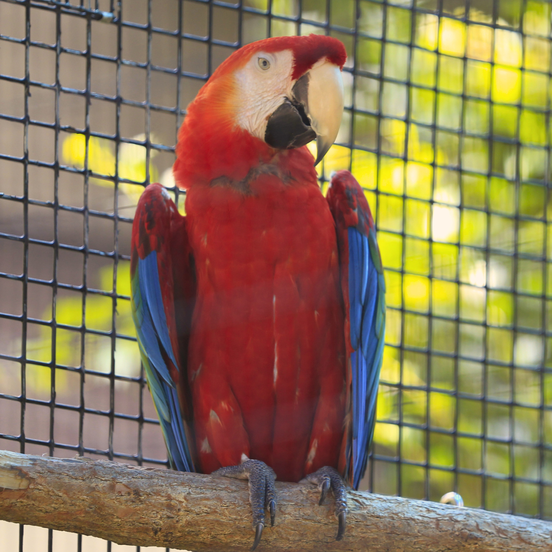 Scarlet Macaw