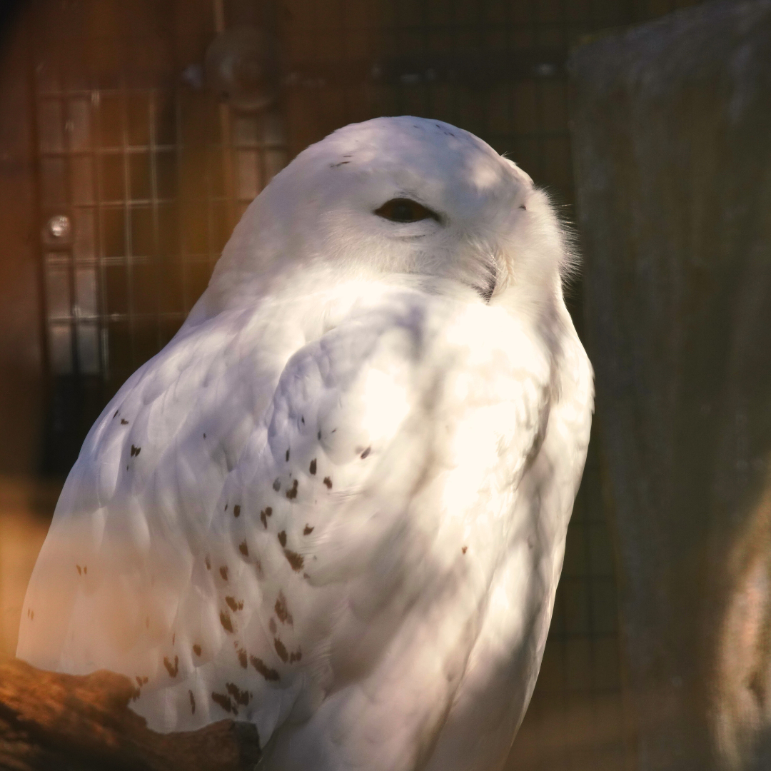 Snowy Owl