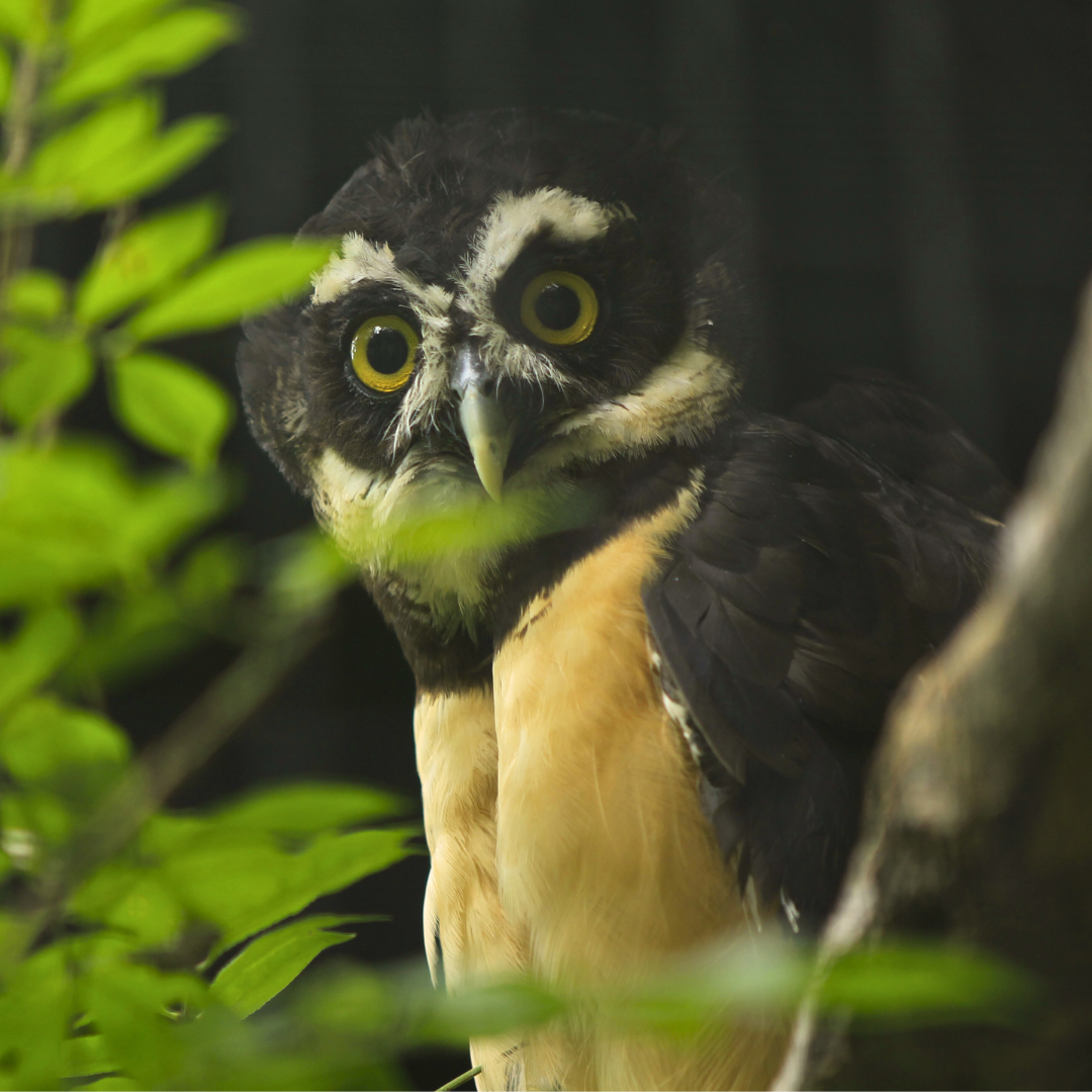 Spectacled Owl