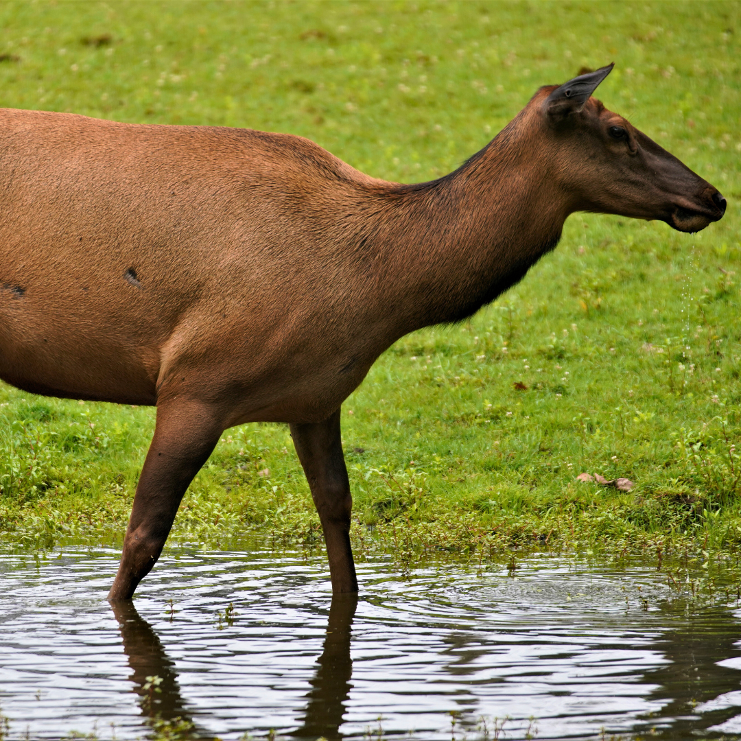 American Bison