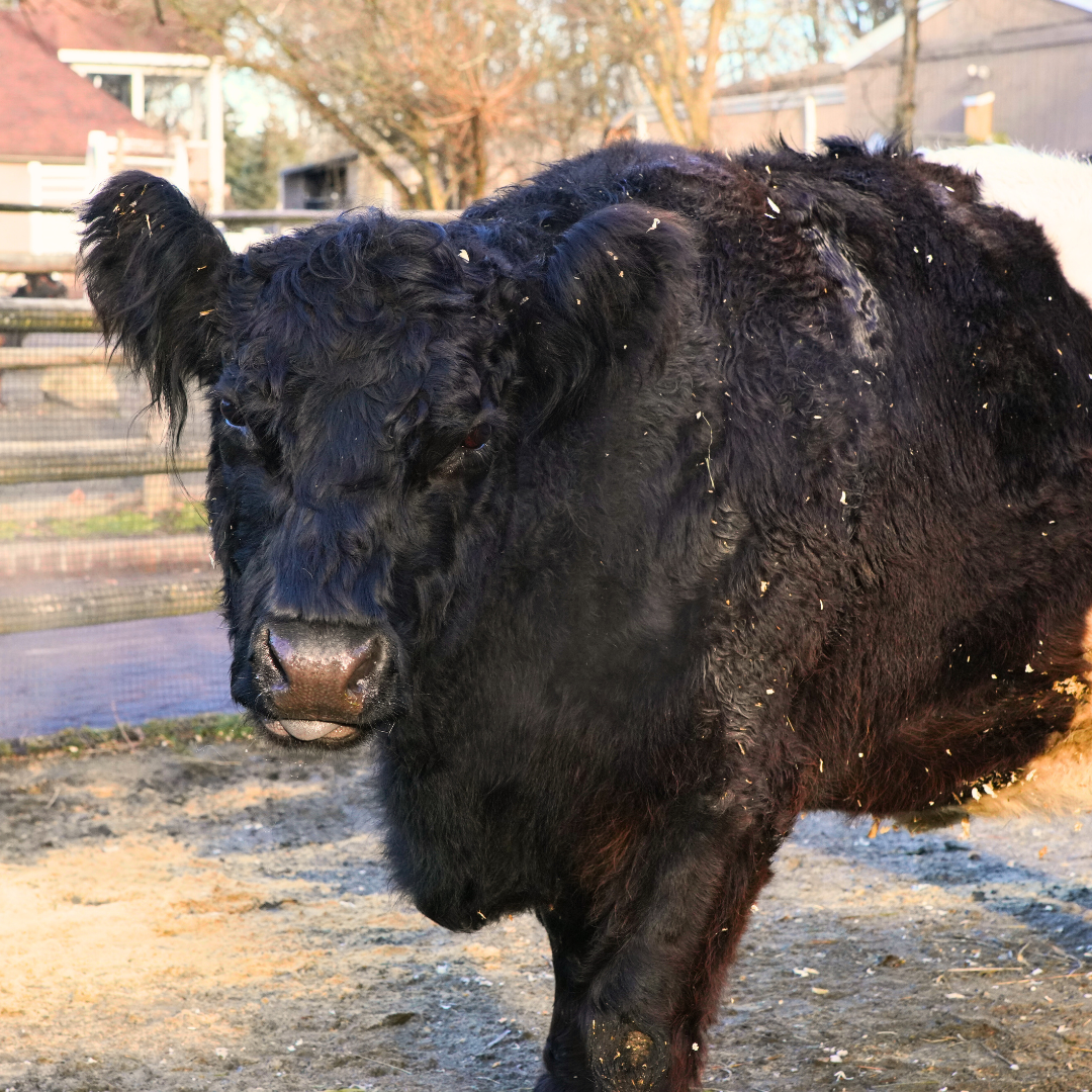 Belted Galloway Cow