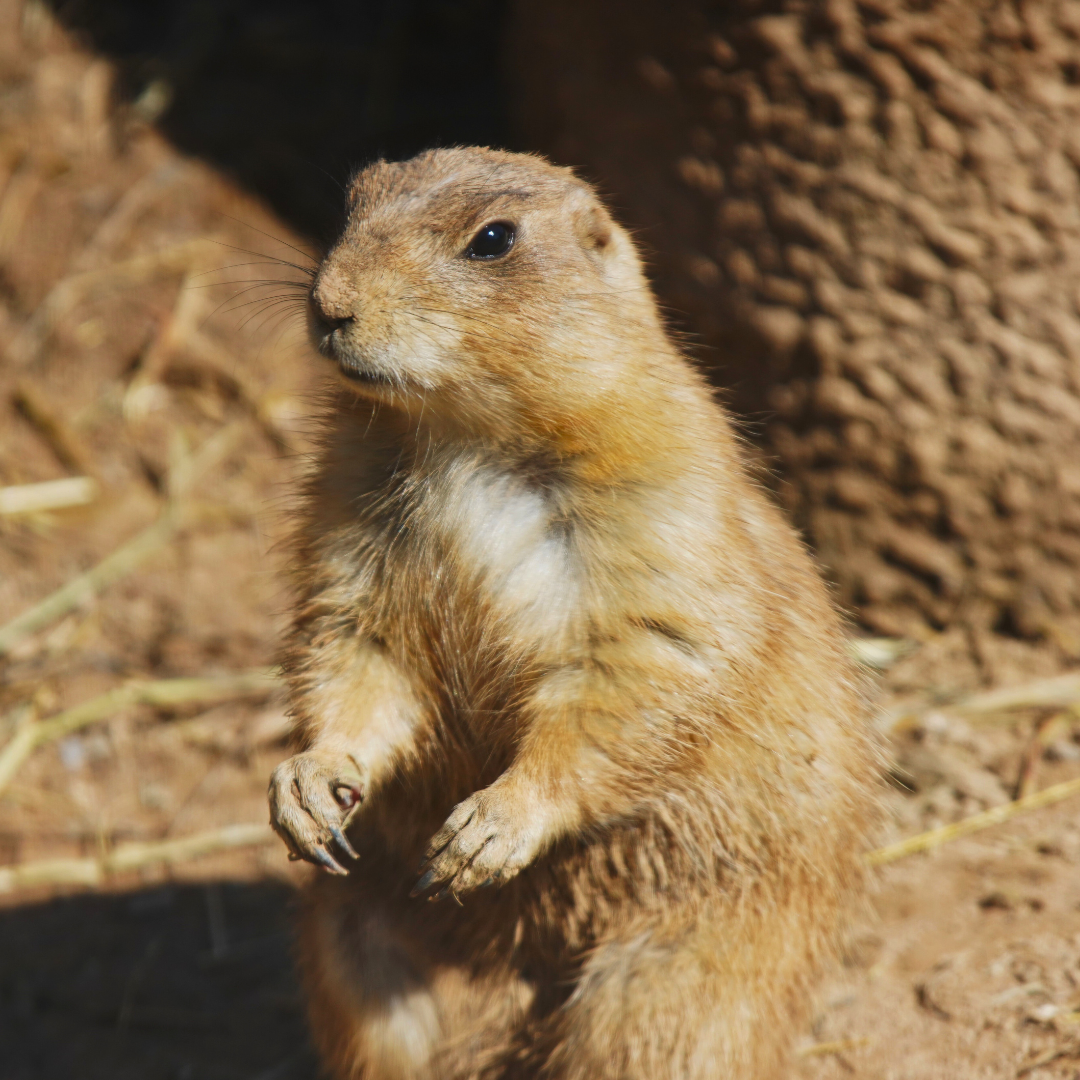 Black-tailed Prairie Dog