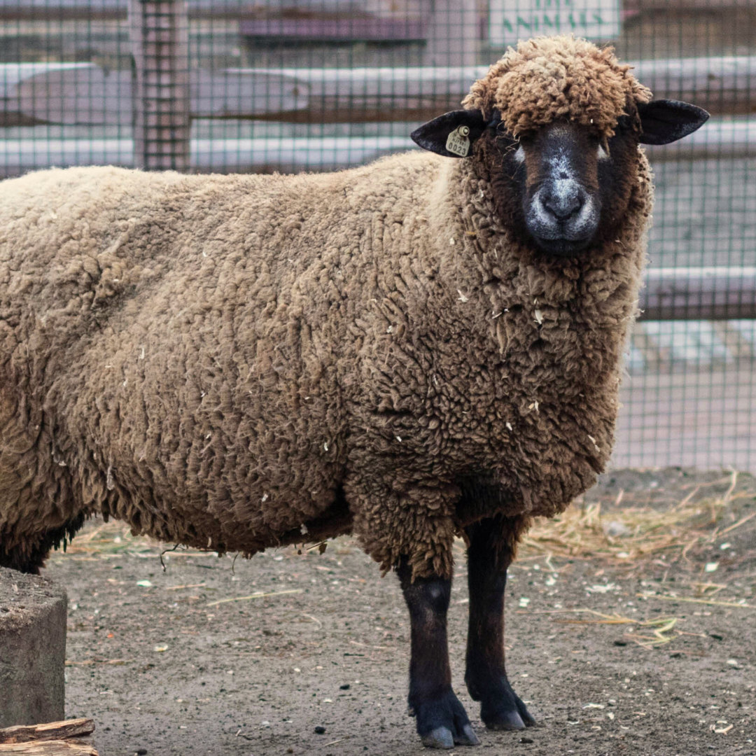 CVM Romeldale Sheep