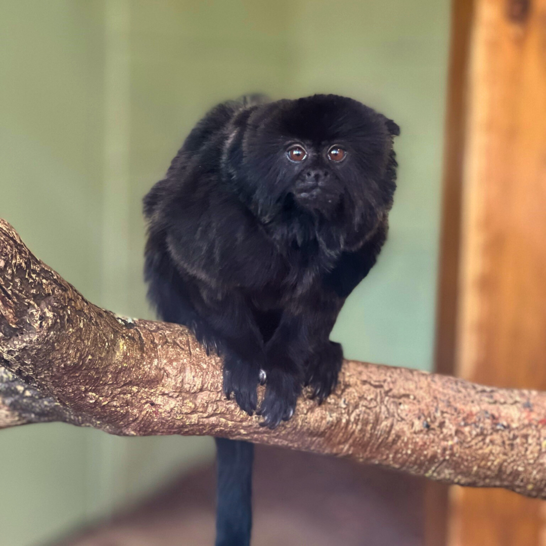 Goeldi's Monkey