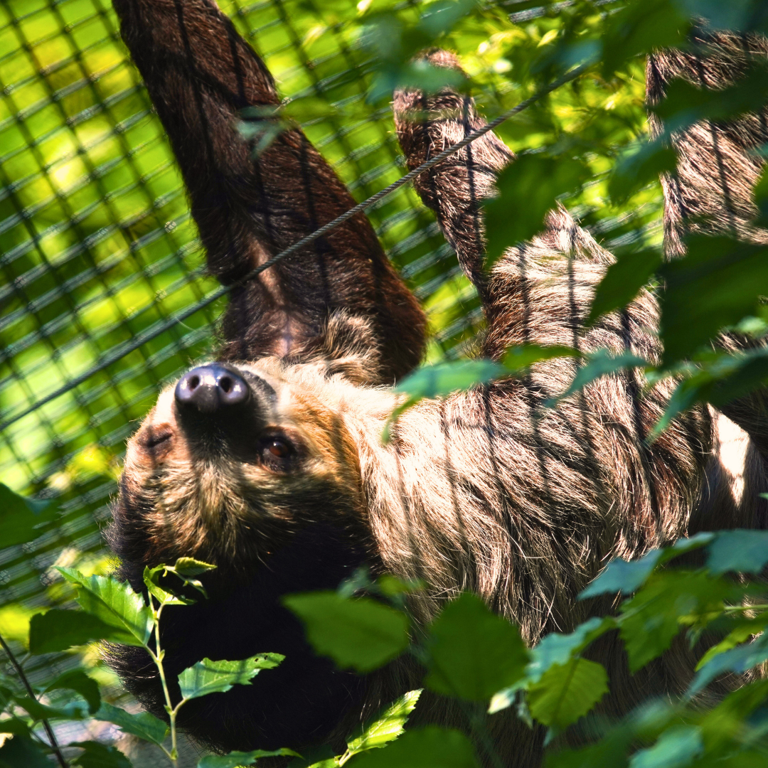 Linnaeus's Two-toed Sloth