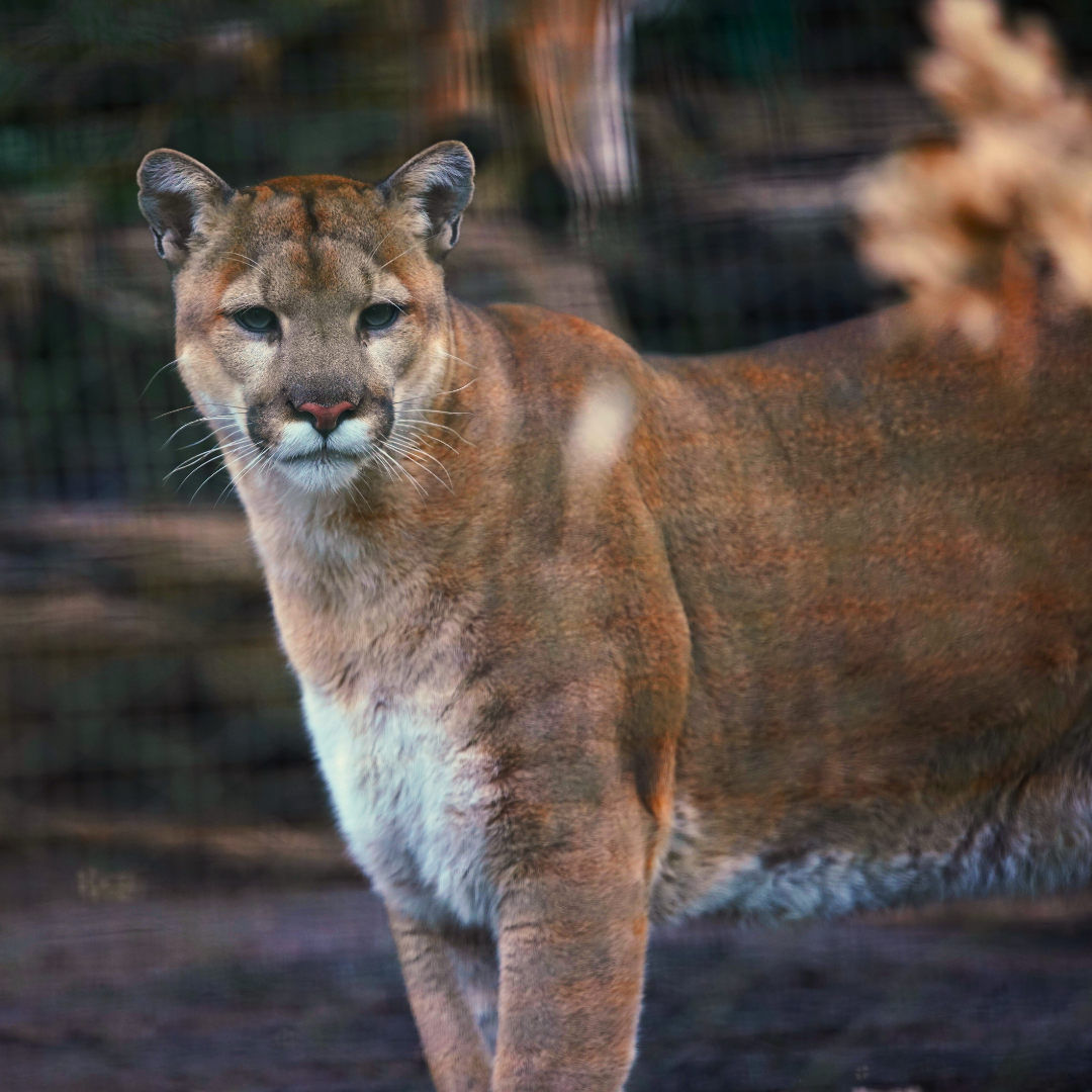 Mountain Lion