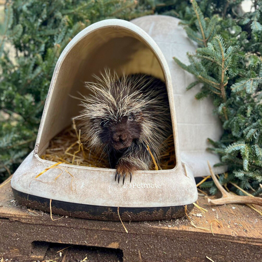 North American Porcupine