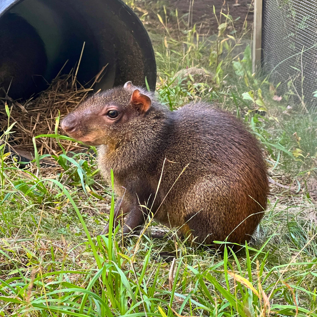 Red-rumped Agouti