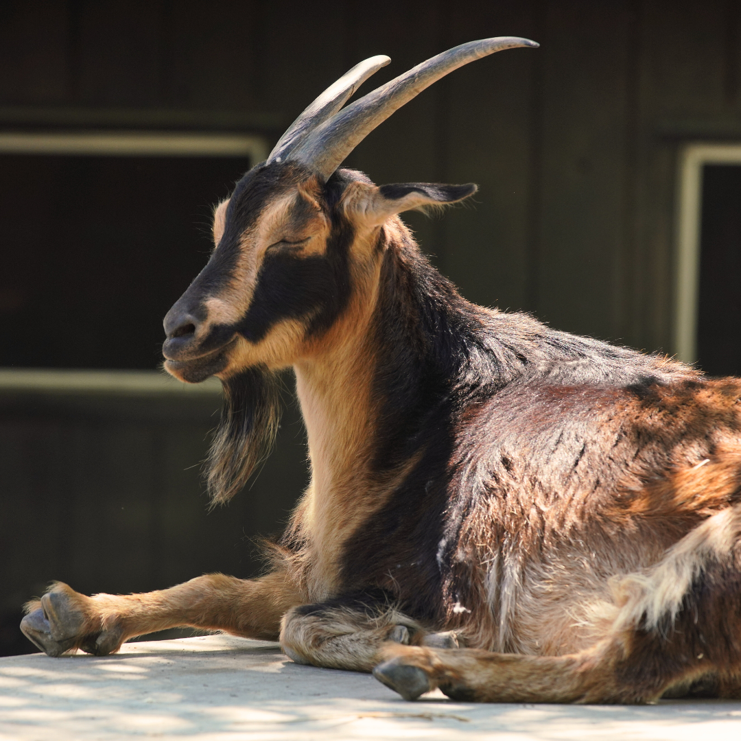 San Clemente Goat