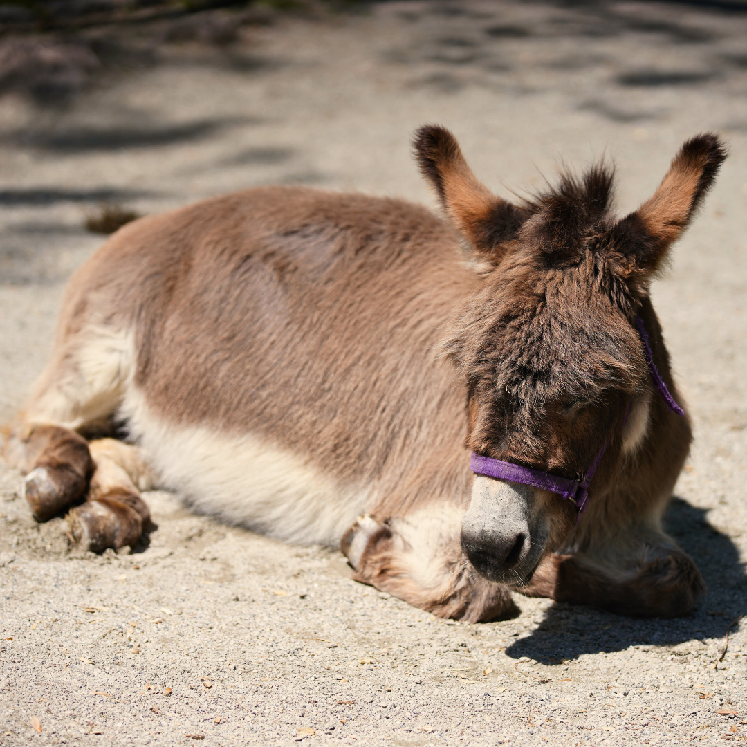 Sardinian Donkey