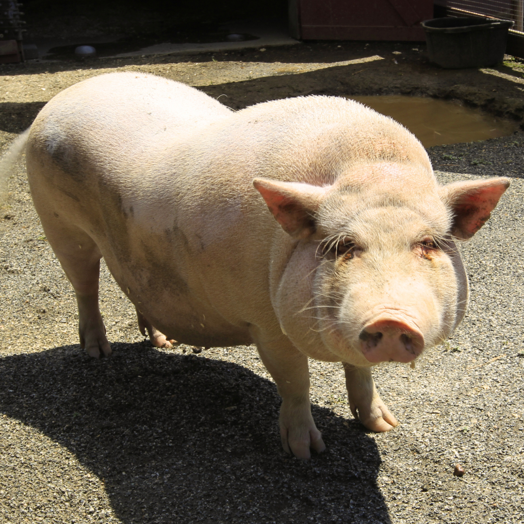 Vietnamese Pot-bellied Pig