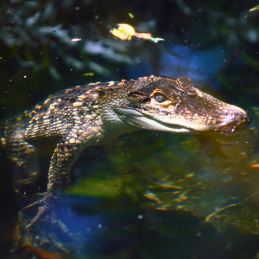 American Alligator