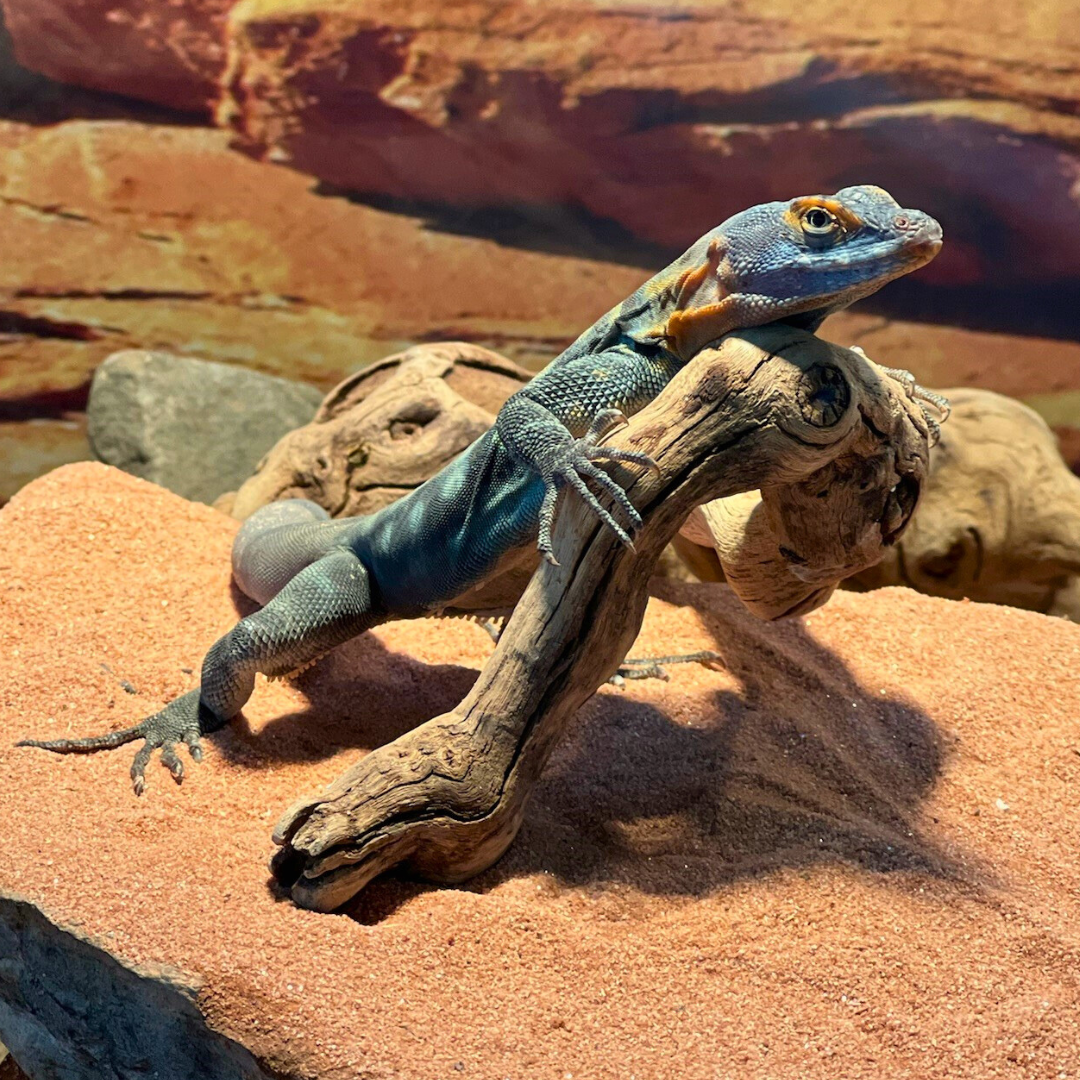 Baja Blue Rock Lizard