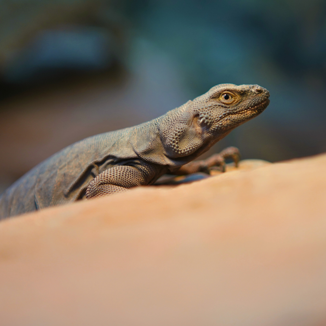 Common Chuckwalla