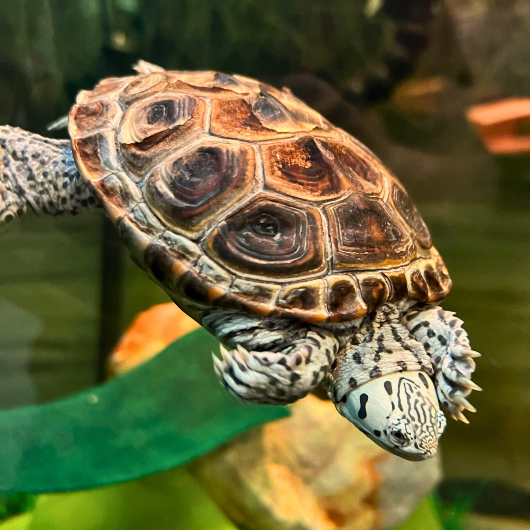 Diamondback Terrapin