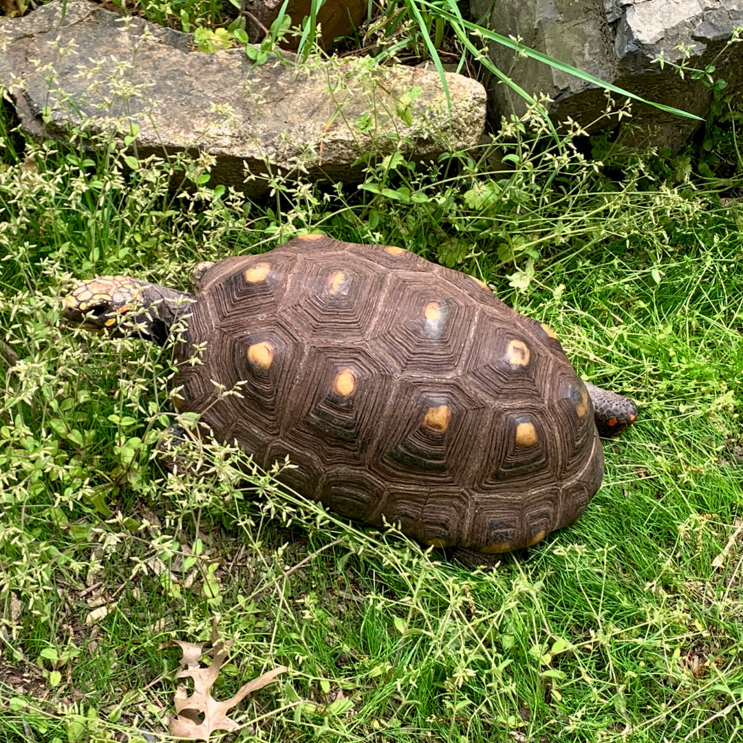 Red-footed Tortoise