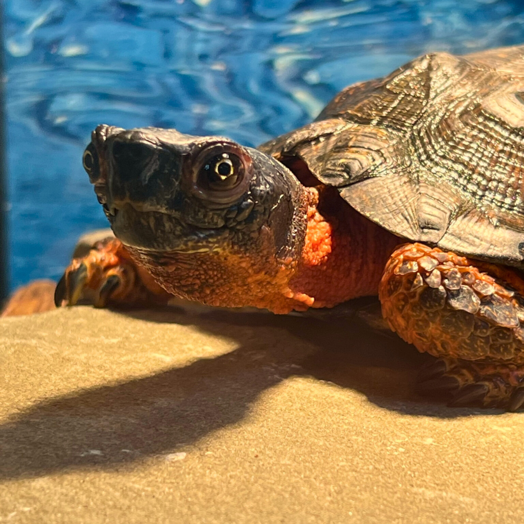 Wood Turtle