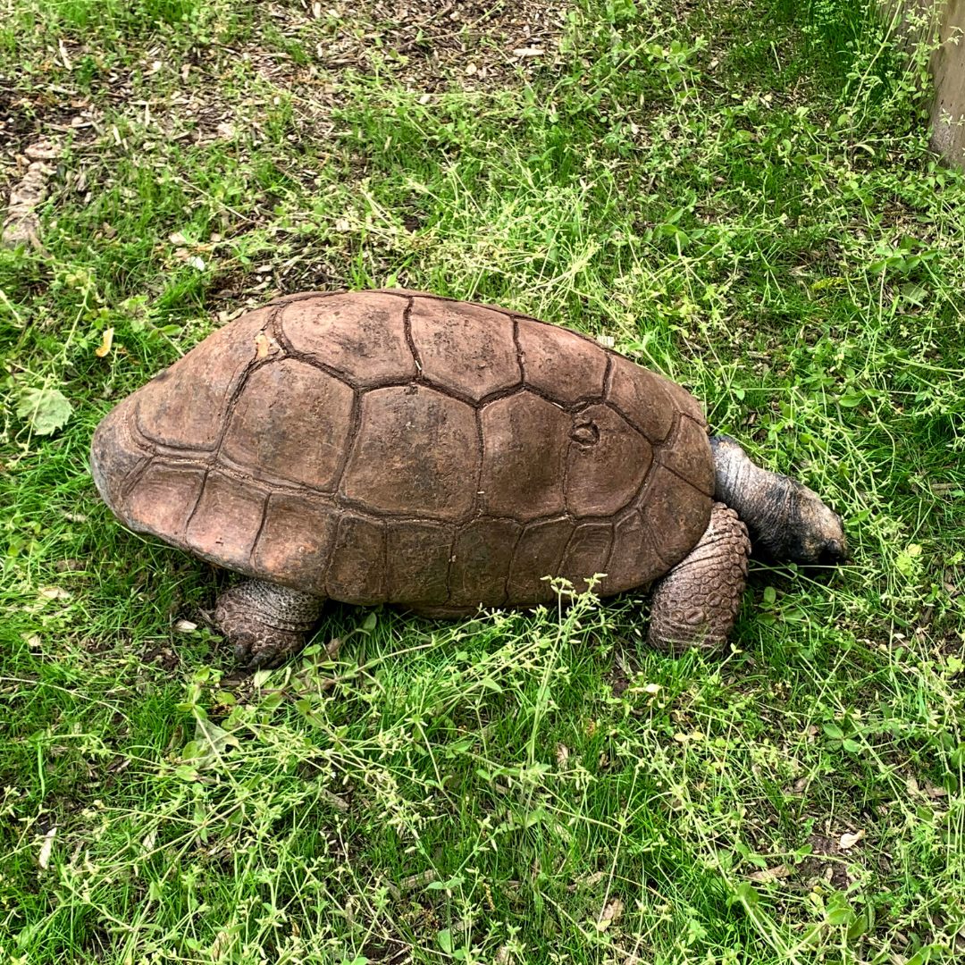 Yellow-footed Tortoise